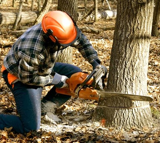 Tree Removal in Glenarm, IL